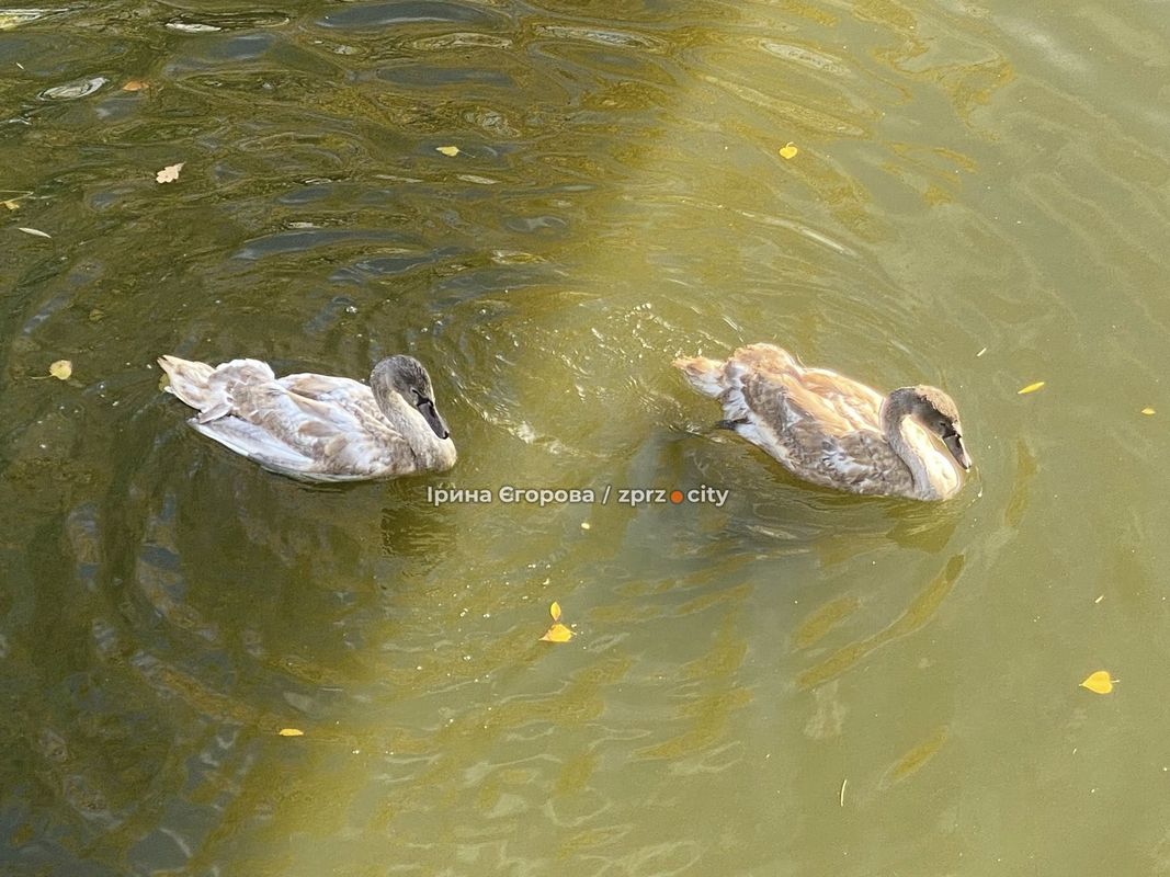 Лебеді оселилися у Дубовому гаю – у Запоріжжі у водойму випустили двох нових пернатих мешканців (фото, відео)