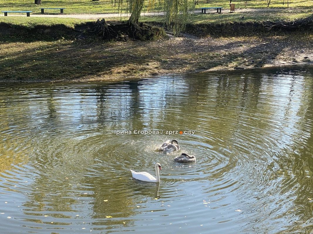 Лебеді оселилися у Дубовому гаю – у Запоріжжі у водойму випустили двох нових пернатих мешканців (фото, відео)