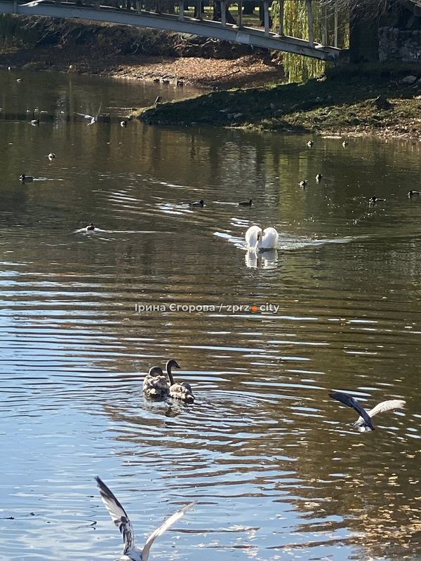 Лебеді оселилися у Дубовому гаю – у Запоріжжі у водойму випустили двох нових пернатих мешканців (фото, відео)