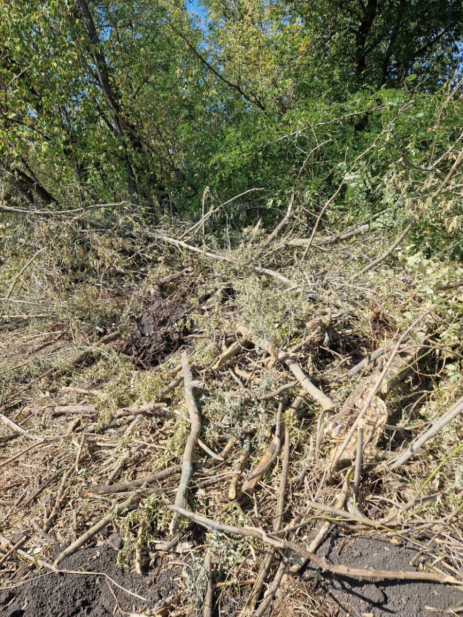На Запоріжжі виявили масову вирубку дерев — екоінспектори порахували збитки (фото)