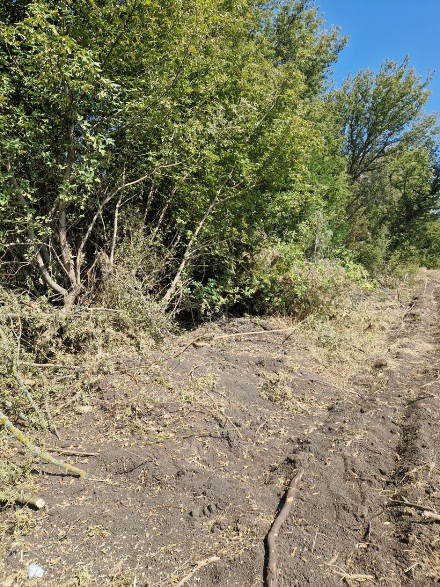 На Запоріжжі виявили масову вирубку дерев — екоінспектори порахували збитки (фото)