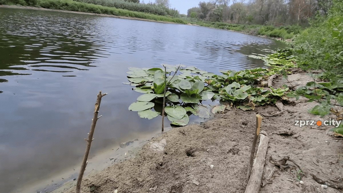 У Запоріжжі екологи перевірили стан озера після тривожного сигналу – чи є загроза (фото)