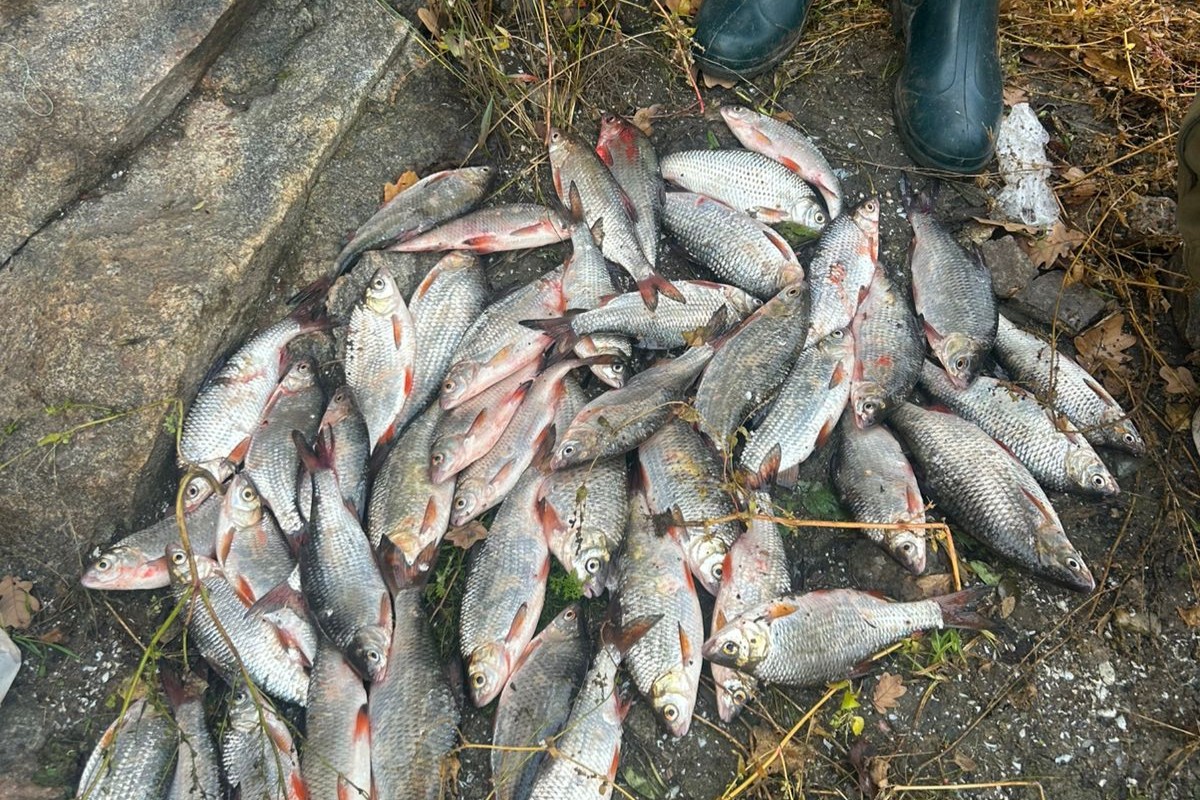 Захопились рибалкою - у Запоріжжі троє рибалок перевищили дозволену норму вилову (фото, відео)