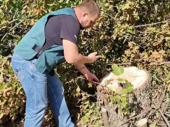 Залишились одні пеньки - у Запорізькому районі довголітні дерева спиляли на дрова (фото)