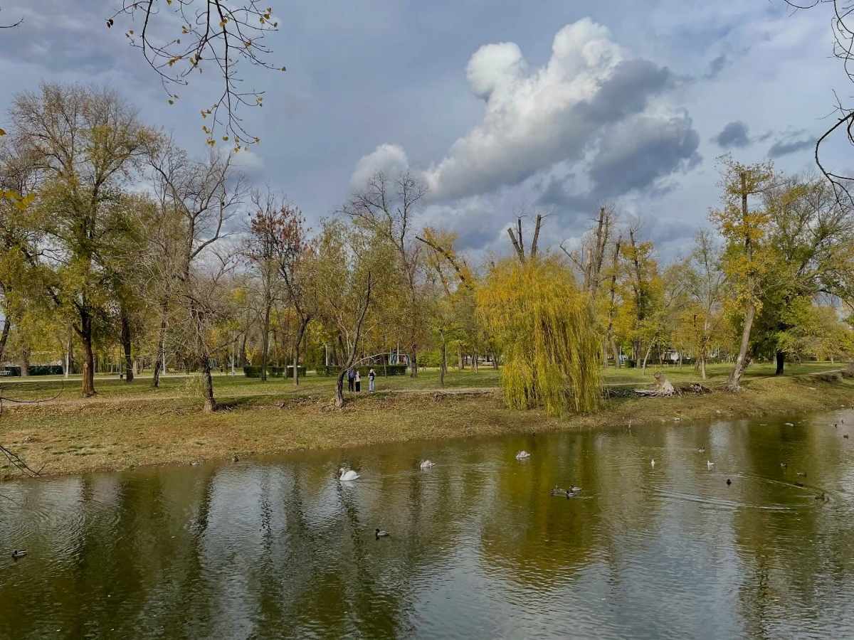 Мешканці Запоріжжя можуть обрати імена для пари лебедів, які нещодавно оселилися у парку "Дубовий гай" (відео)