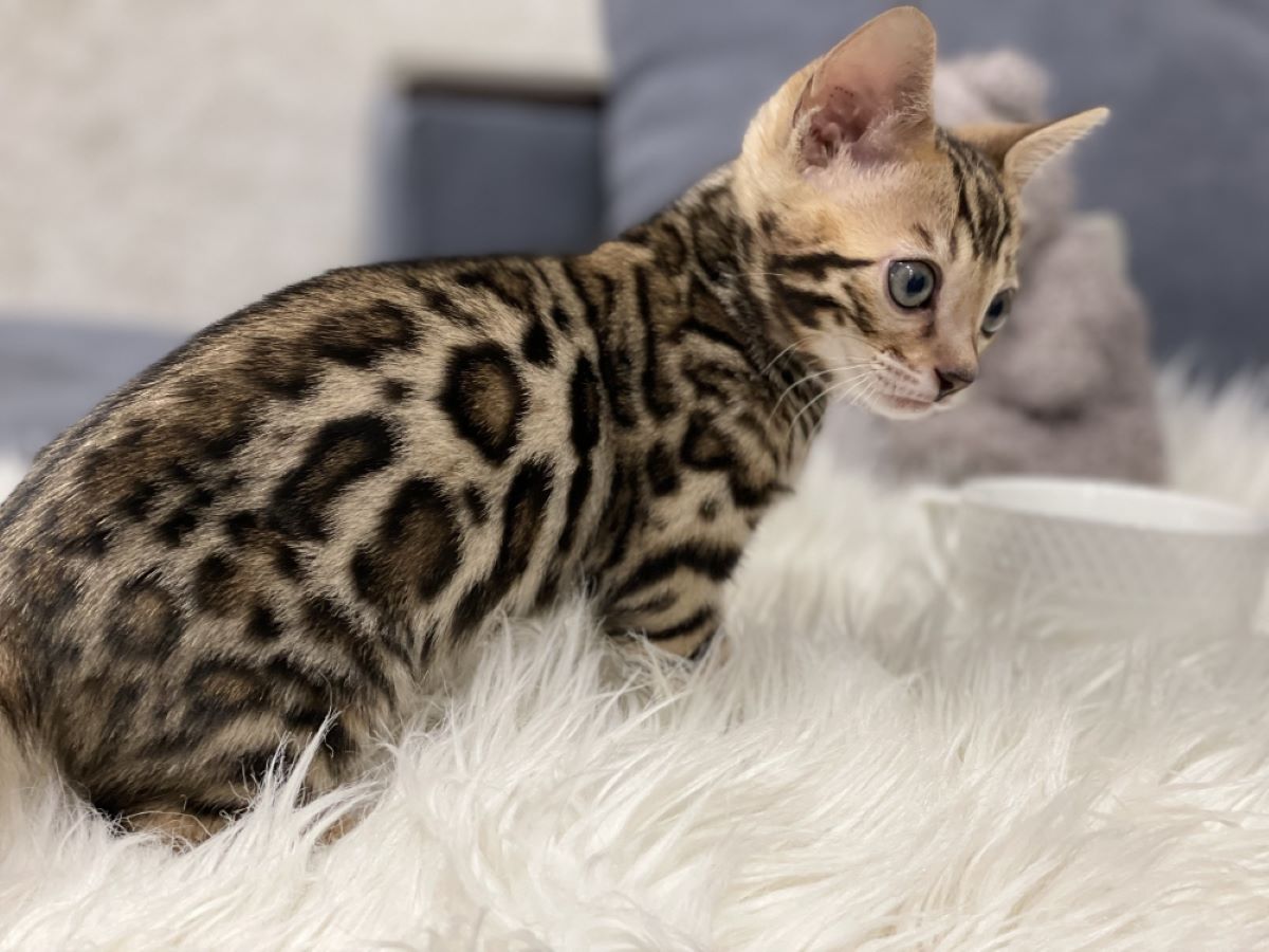 Шахраї зачарували запоріжанку світлинами милого кошеняти та виманили великі гроші