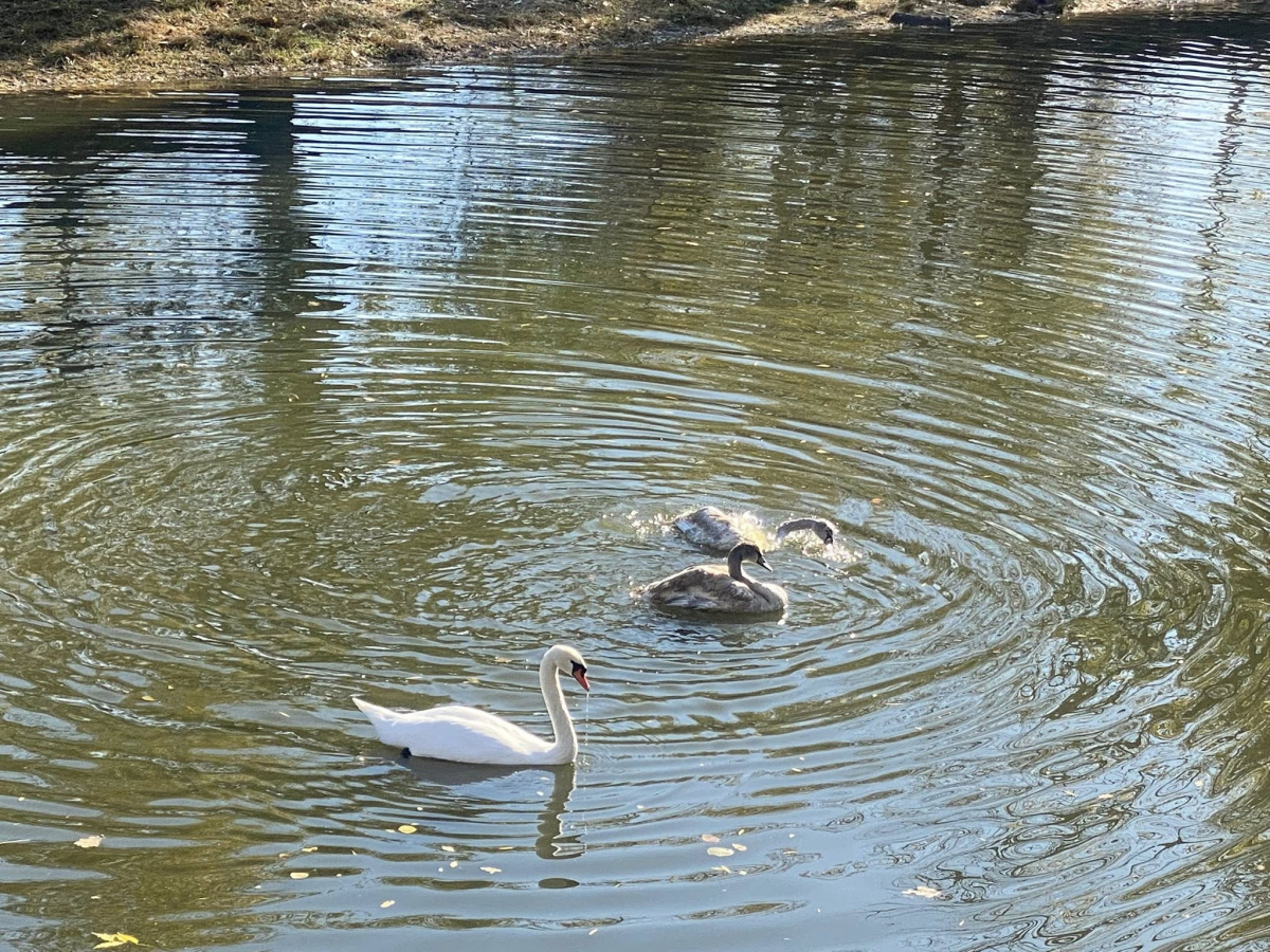 Трагедія в "Дубовому гаю" - у запорізькому парку собака загриз лебедя (фото)