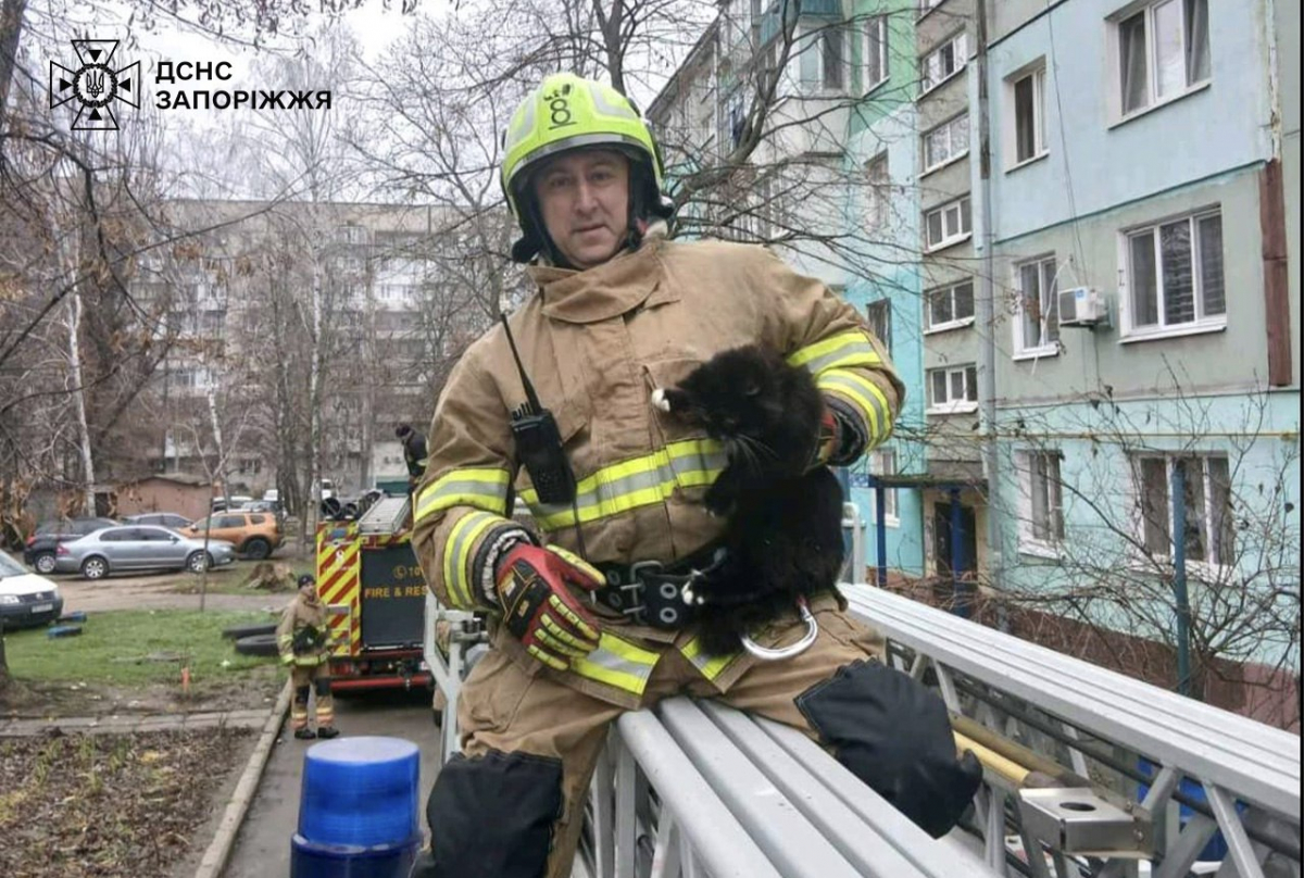 У Запоріжжі котик заліз на дерево на висоту п'ятого поверху та не міг спуститись - що зробили мешканці
