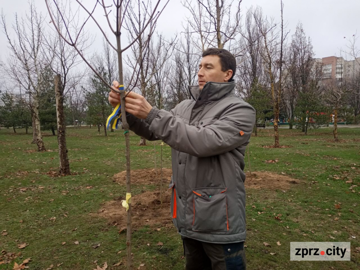 У запорізькому парку висадили більше ста лип і кленів - є унікальний сорт (фото)