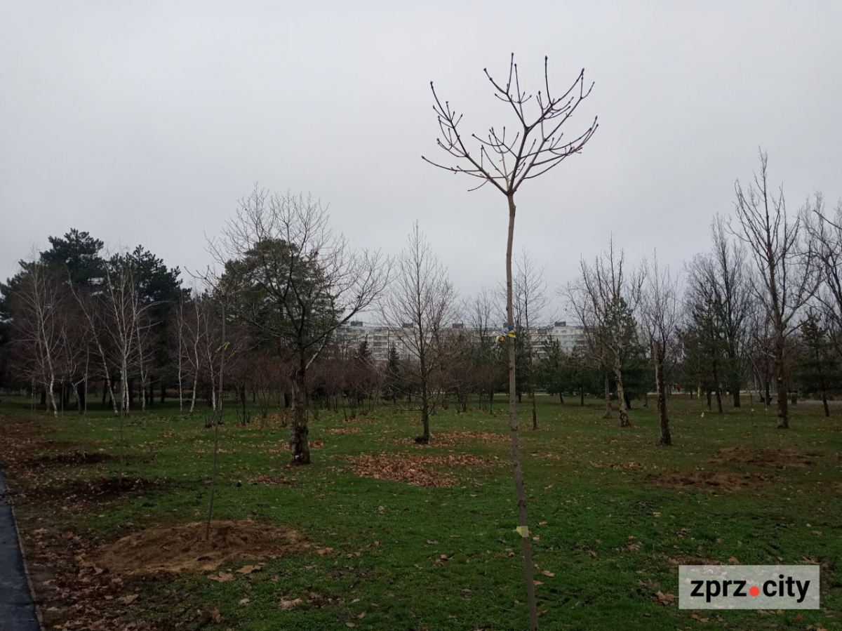 У запорізькому парку висадили більше ста лип і кленів - є унікальний сорт (фото)