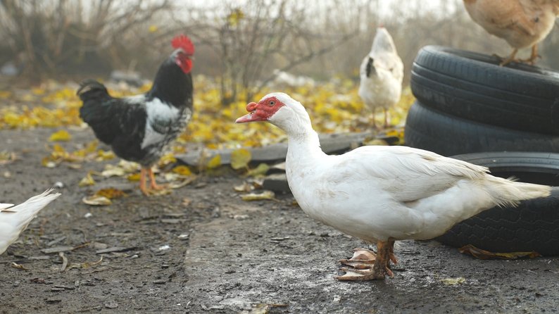 За 12 кілометрів від лінії фронту: як живе під обстрілами спустошіле Тернувате на Запоріжжі