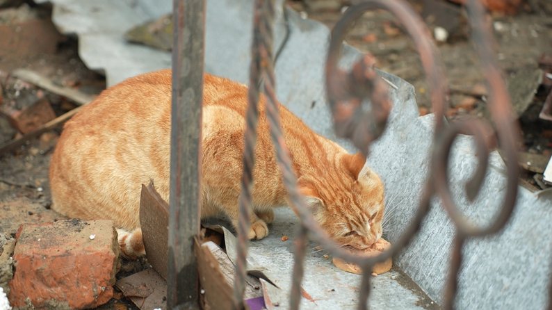 За 12 кілометрів від лінії фронту: як живе під обстрілами спустошіле Тернувате на Запоріжжі