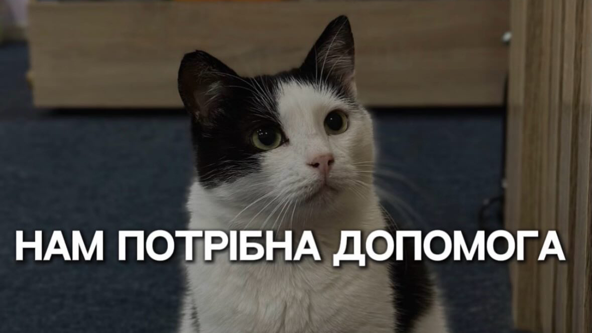 Врятовані пухнастими можуть залишитися без дому - запорізьке котокафе на межі закриття