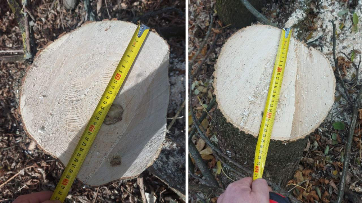 Затримали «чорного» лісоруба – у Запорізькому районі чоловік напиляв собі причіп дров (фото)