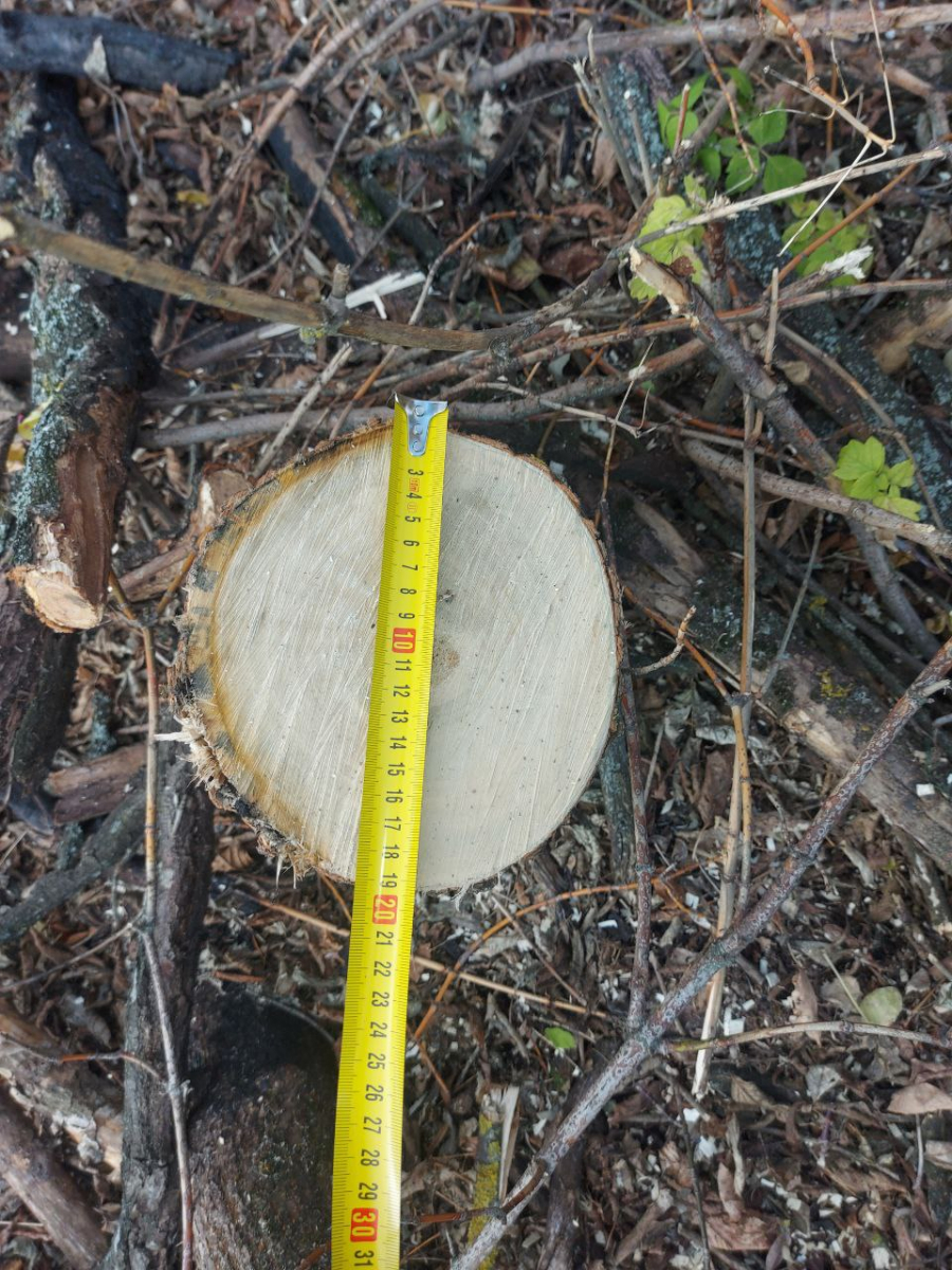 Затримали «чорного» лісоруба – у Запорізькому районі чоловік напиляв собі причіп дров (фото)