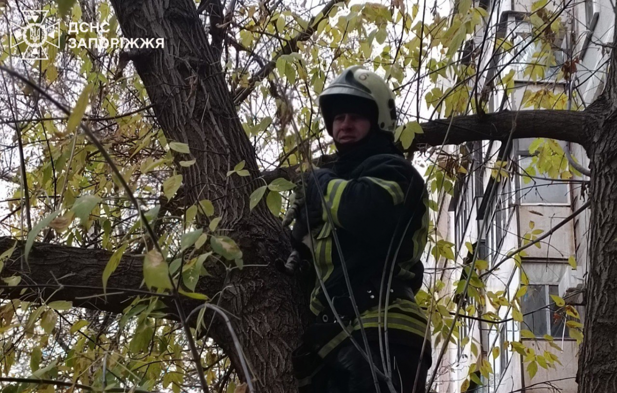 Зняли з триметрової висоти - у Запоріжжі врятували домашнього кота (фото)