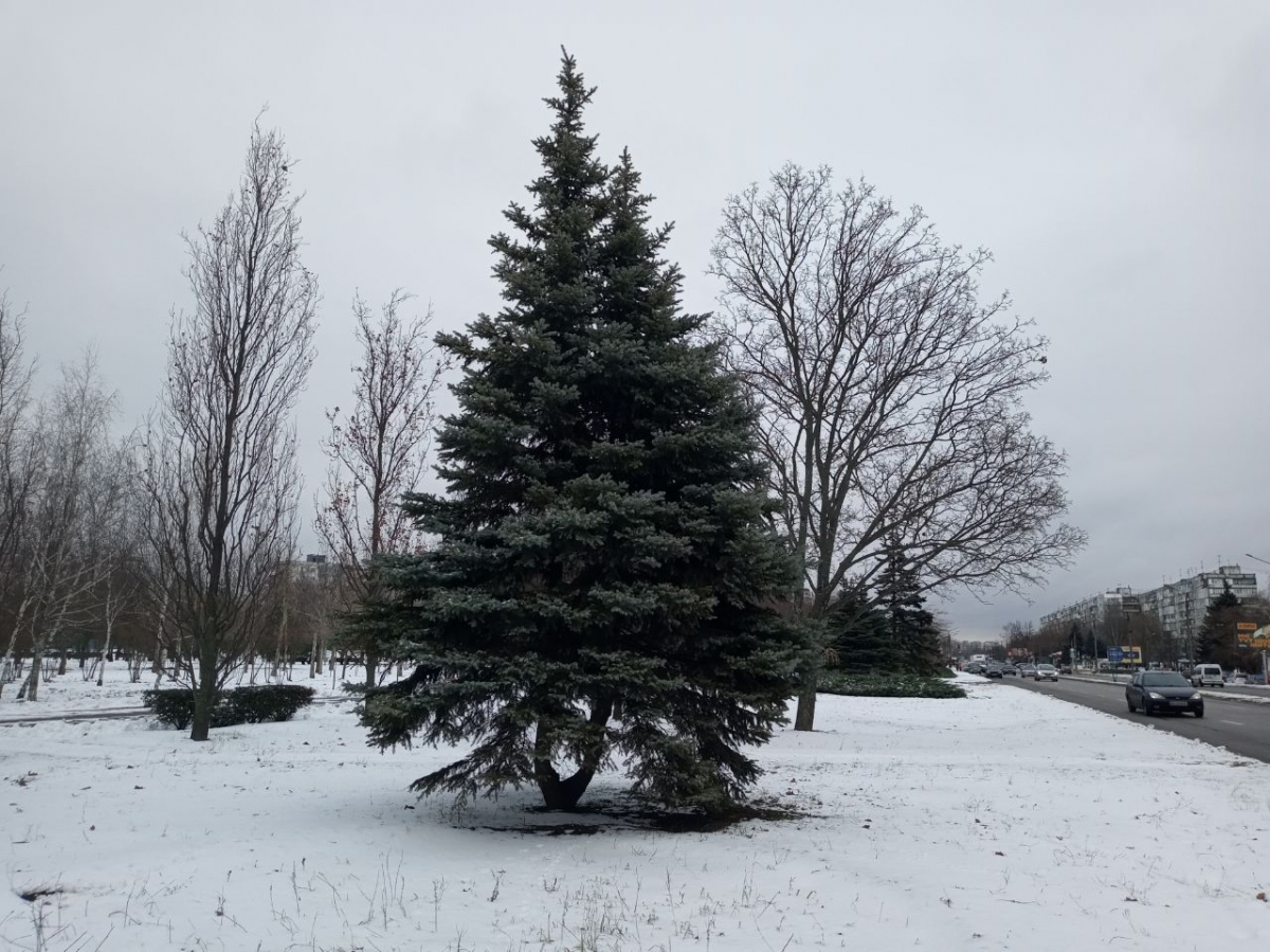 Якою буде погода в останні дні року, що минає - прогноз для Запоріжжя