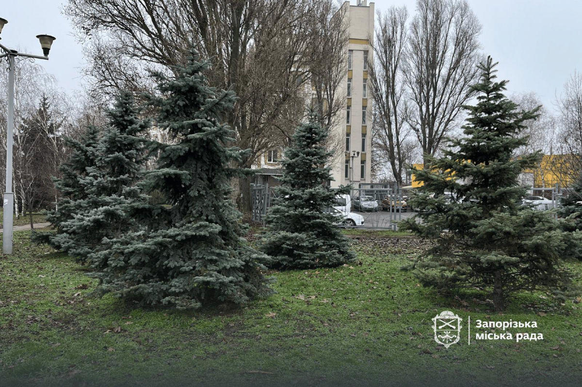 Незручність для вандалів - як на вулицях і в парках Запоріжжя обробляють ялинки
