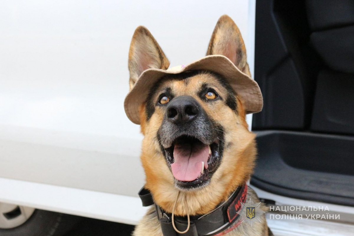  Смілива німецька вівчарка врятувалась від окупантів — історія Мішель, що тепер служить у запорізькій поліції (фото)