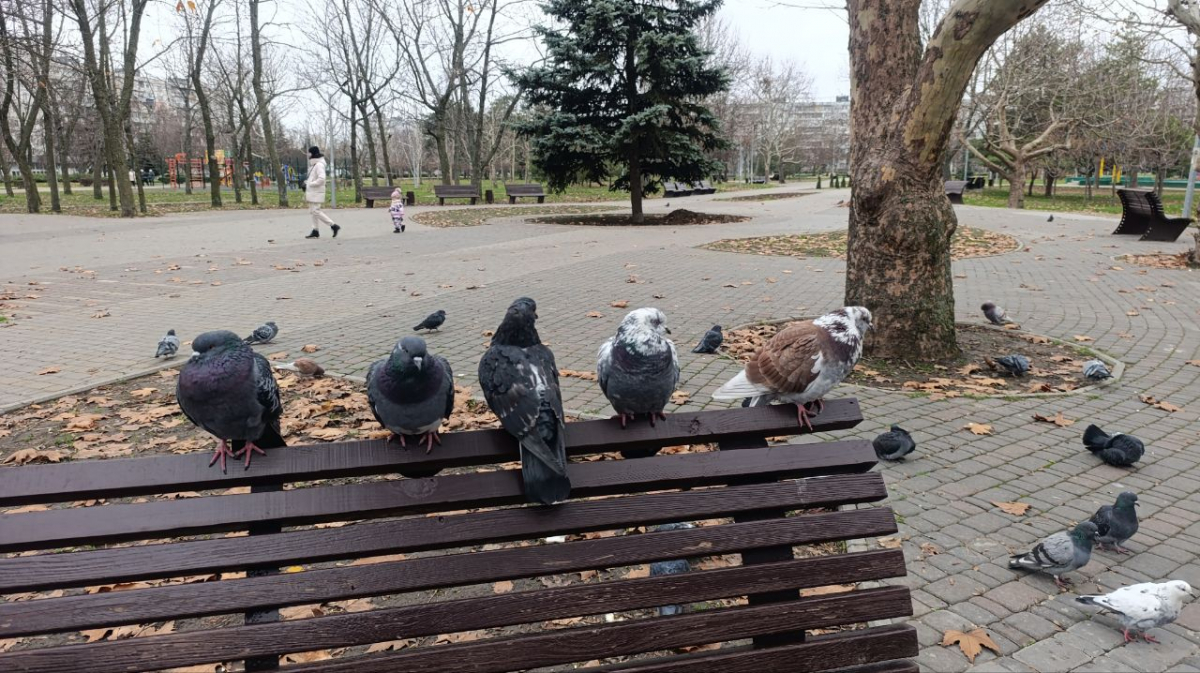 Тепла та туманна зима: у Запоріжжі прогнозують стабільно плюсову погоду