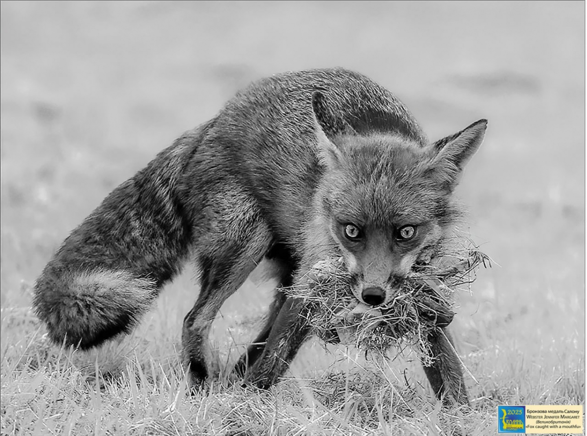 У Запоріжжі покажуть виставку Міжнародного салону "Фотовернісаж на Покрову" - безкоштовний захід