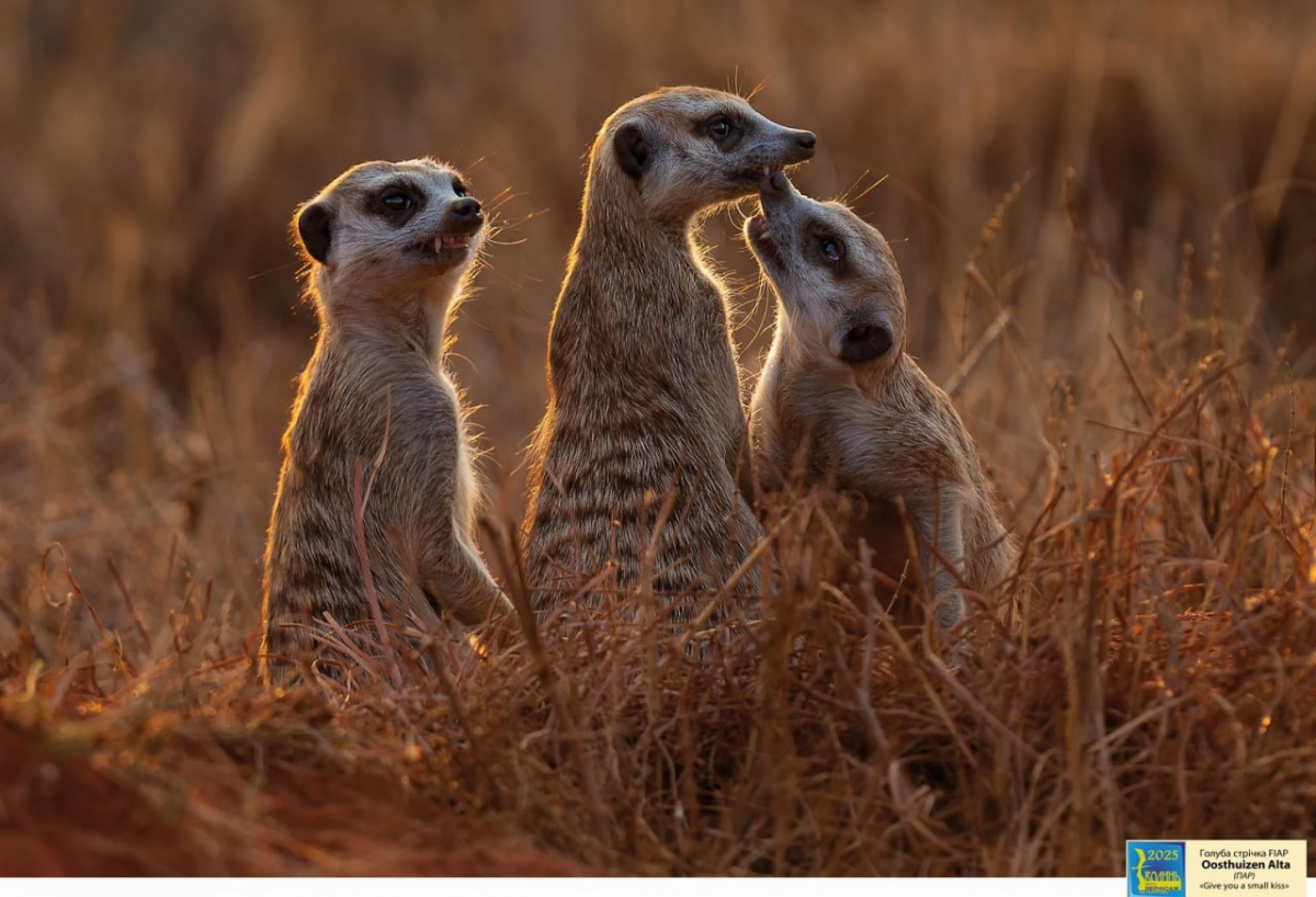 У Запоріжжі покажуть виставку Міжнародного салону "Фотовернісаж на Покрову" - безкоштовний захід