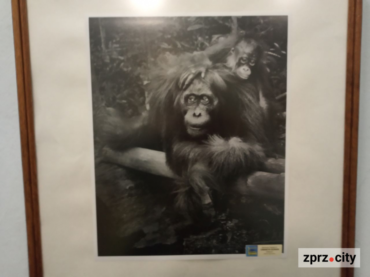 У Запоріжжі відкрили виставку найкращих фотографій з різних країн одного з міжнародних конкурсів - вхід безкоштовний