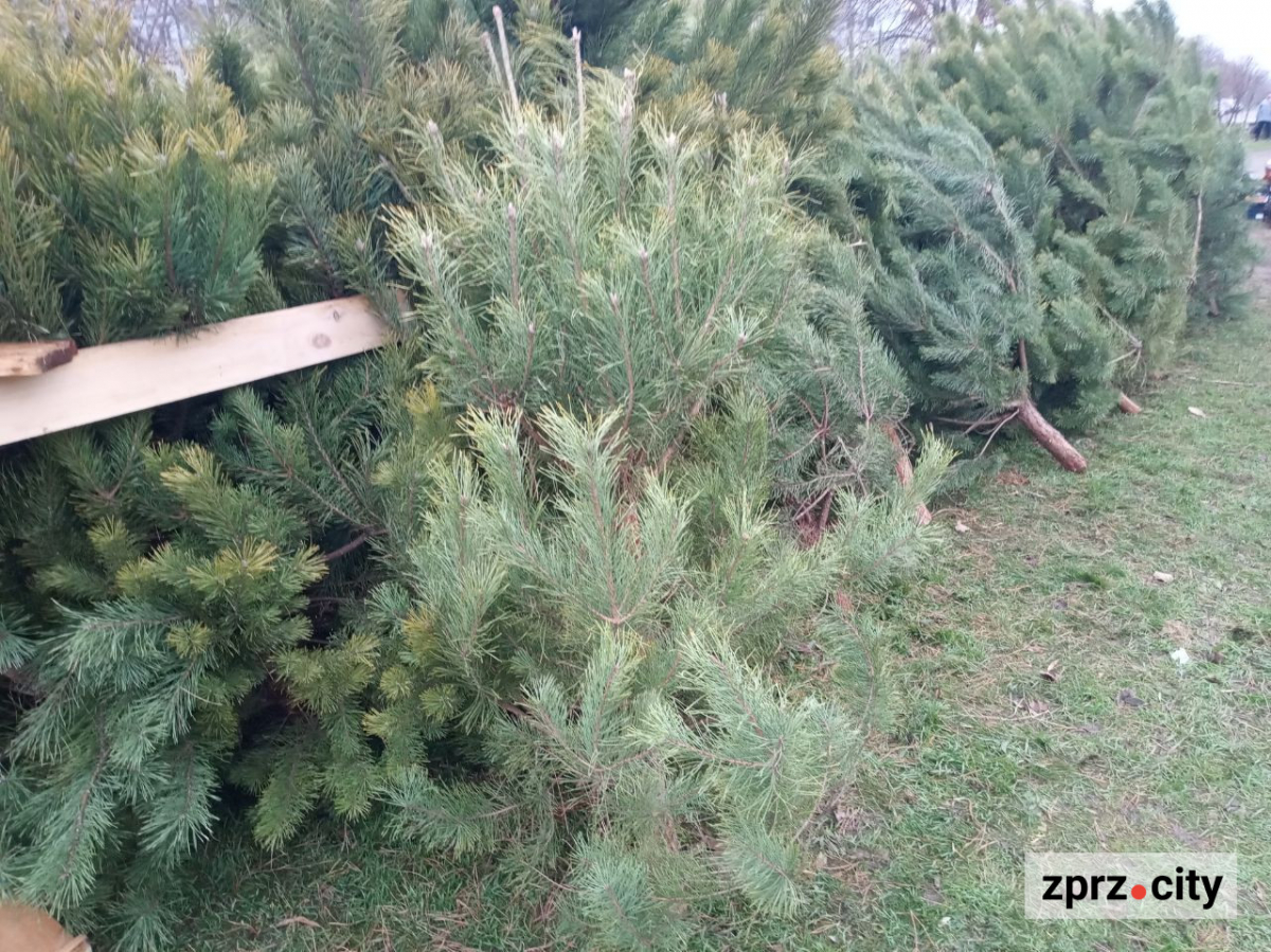 В традиційному місці наймолодшого району Запоріжжя запрацював ялинковий базар - фото