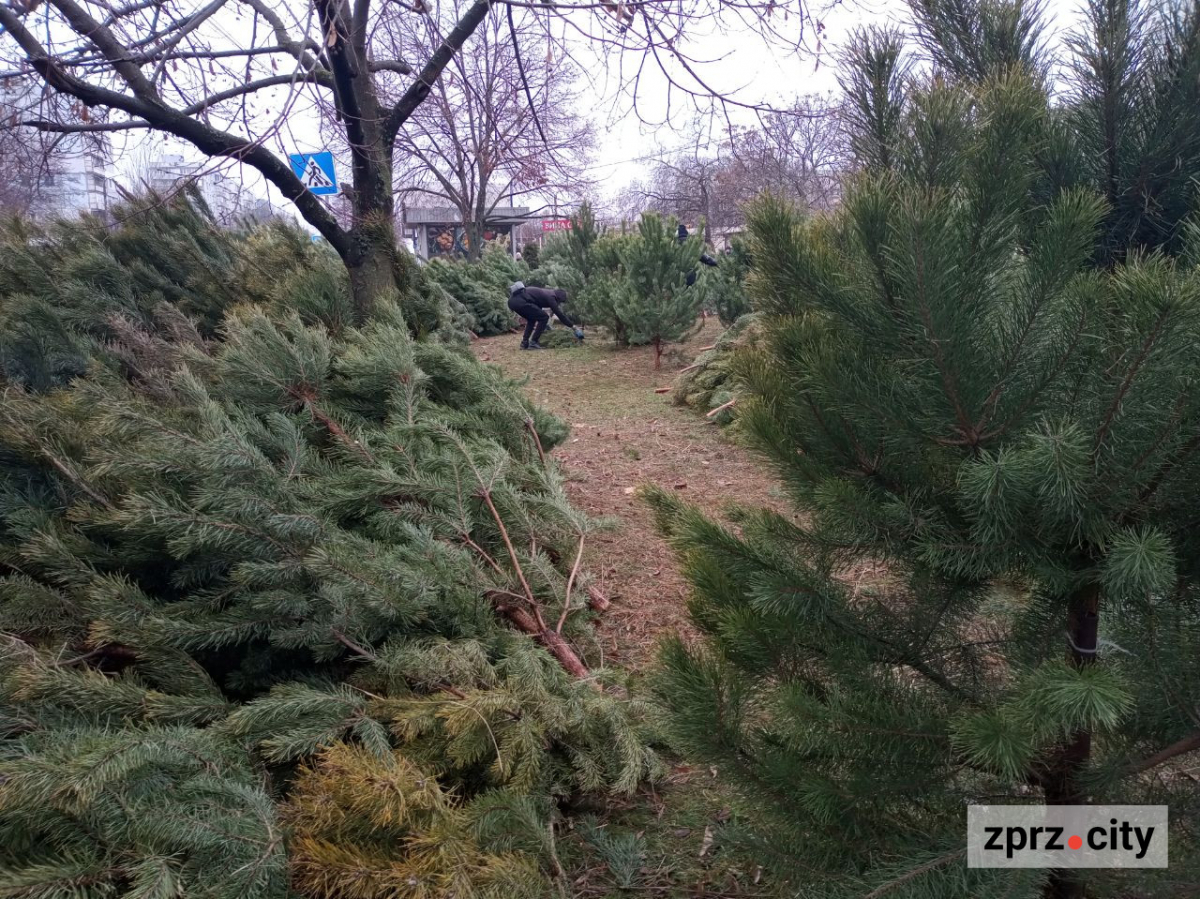 В традиційному місці наймолодшого району Запоріжжя запрацював ялинковий базар - фото