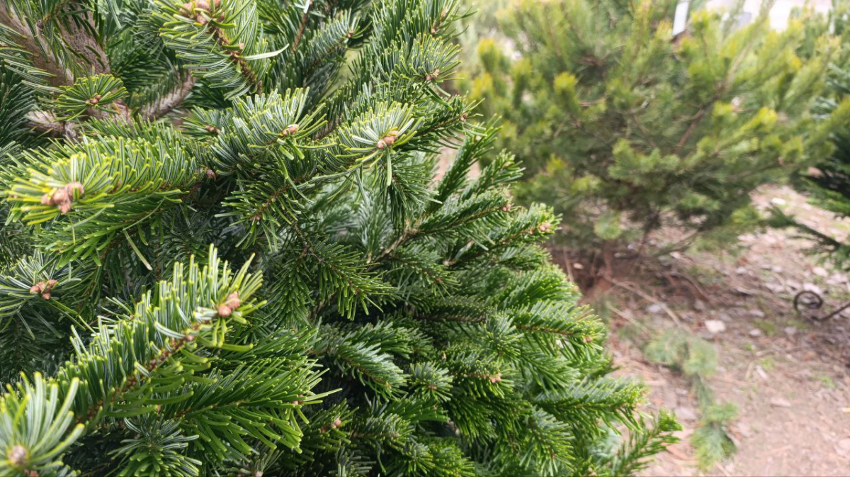 Від маленької сосни до пухнастої піхти - скільки коштують новорічні дерева в Запоріжжі цього року (фото)