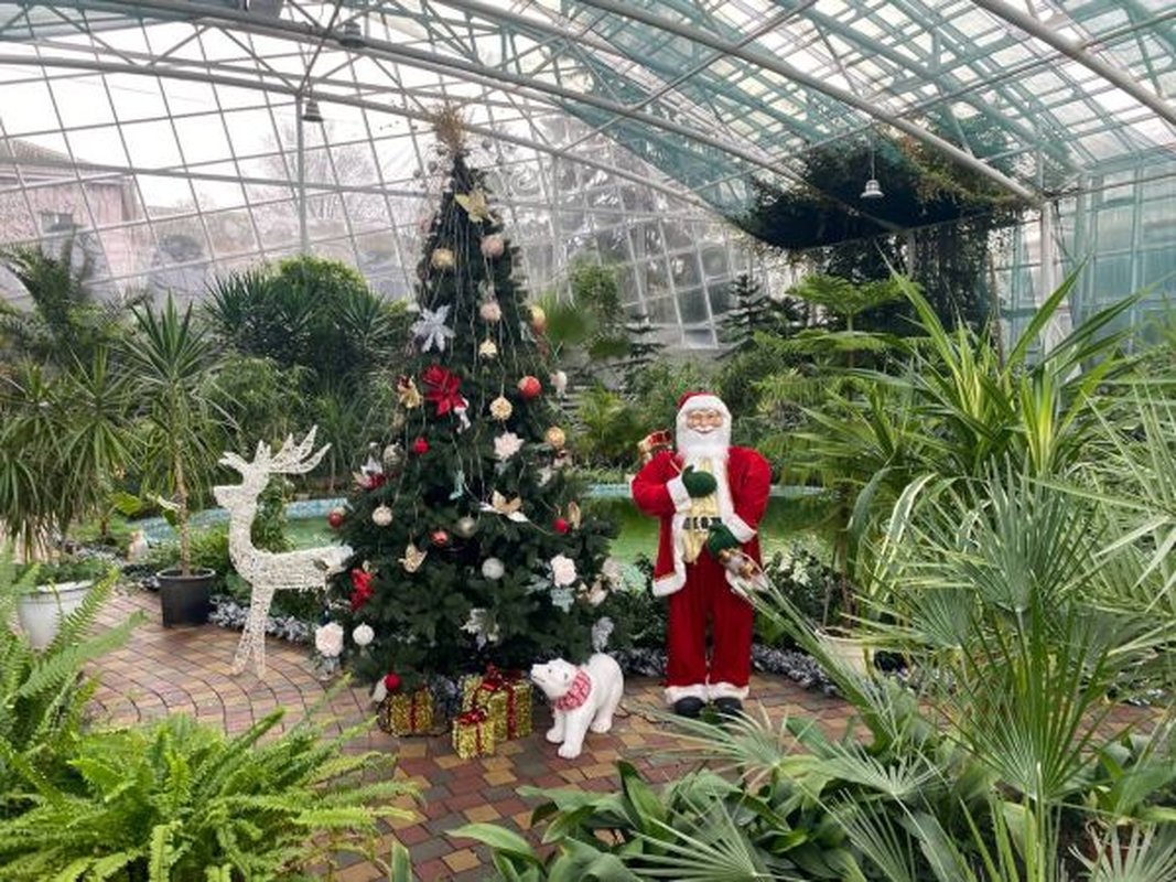 Освідчення серед пальм - у запорізькому ботсаду новий рік почався з романтичної події (фото)