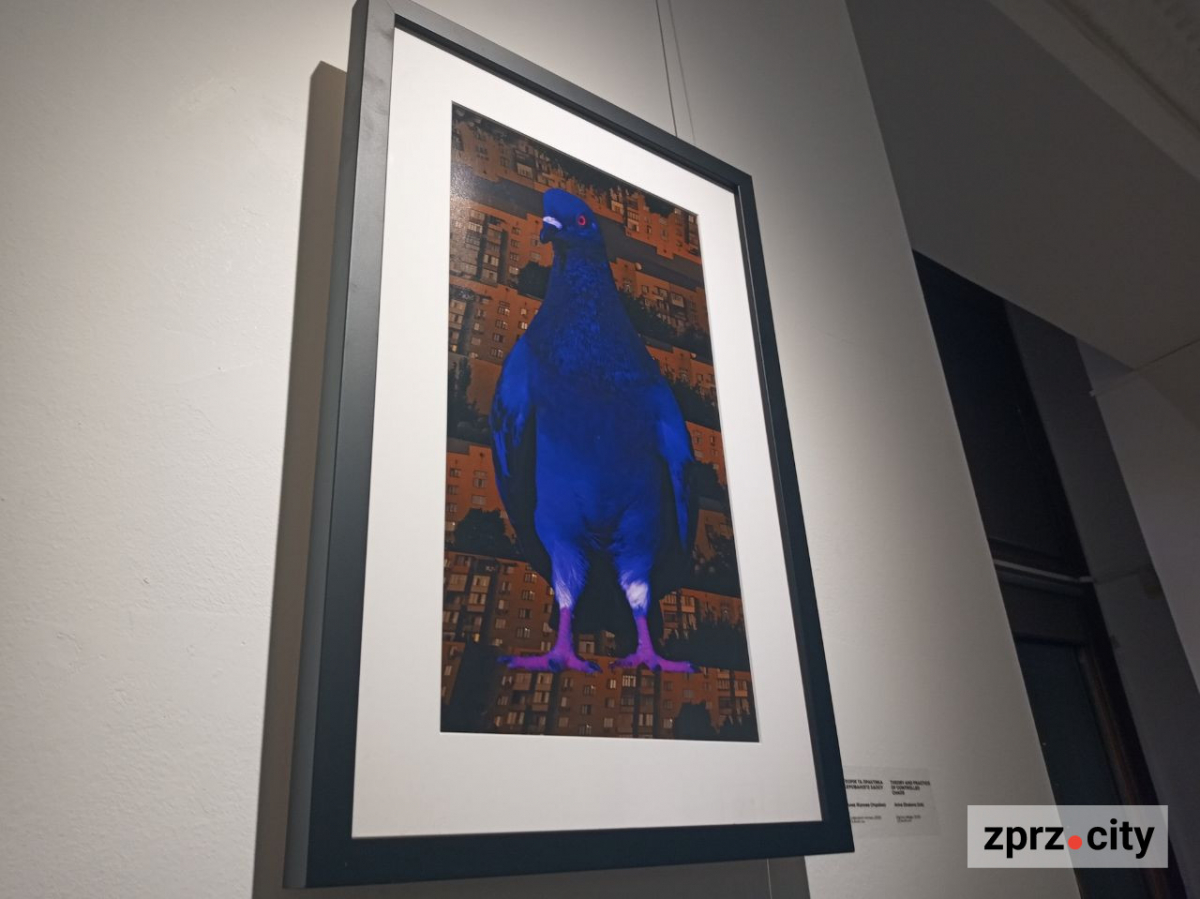 Полежати на експонаті та зробити селфі - у Запоріжжі відкрили виставку найкращих робіт міжнародного фестивалю коллажу (фото)