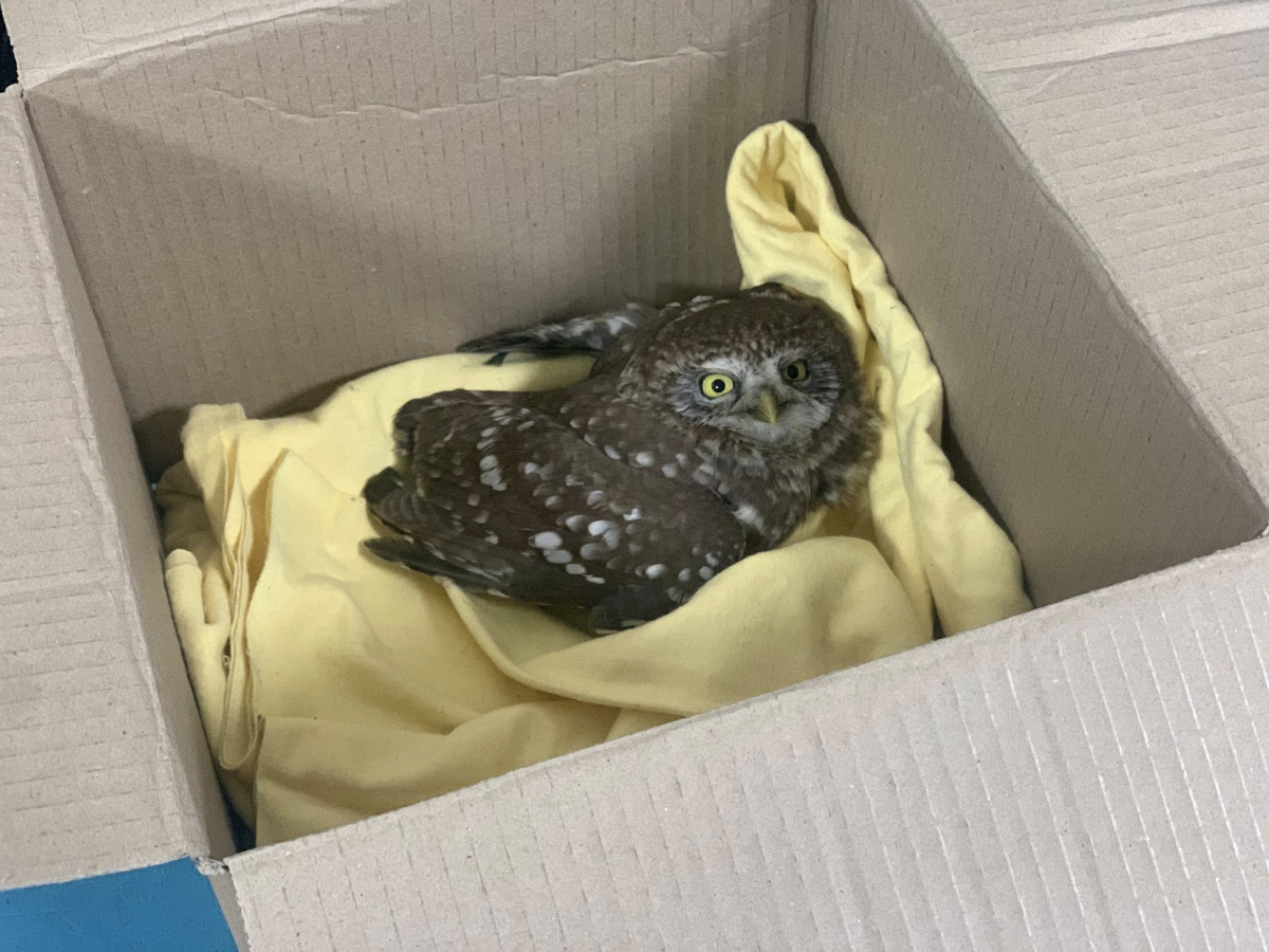 Сичик під колесами: у Запоріжжі військовий врятував дикого птаха (фото)