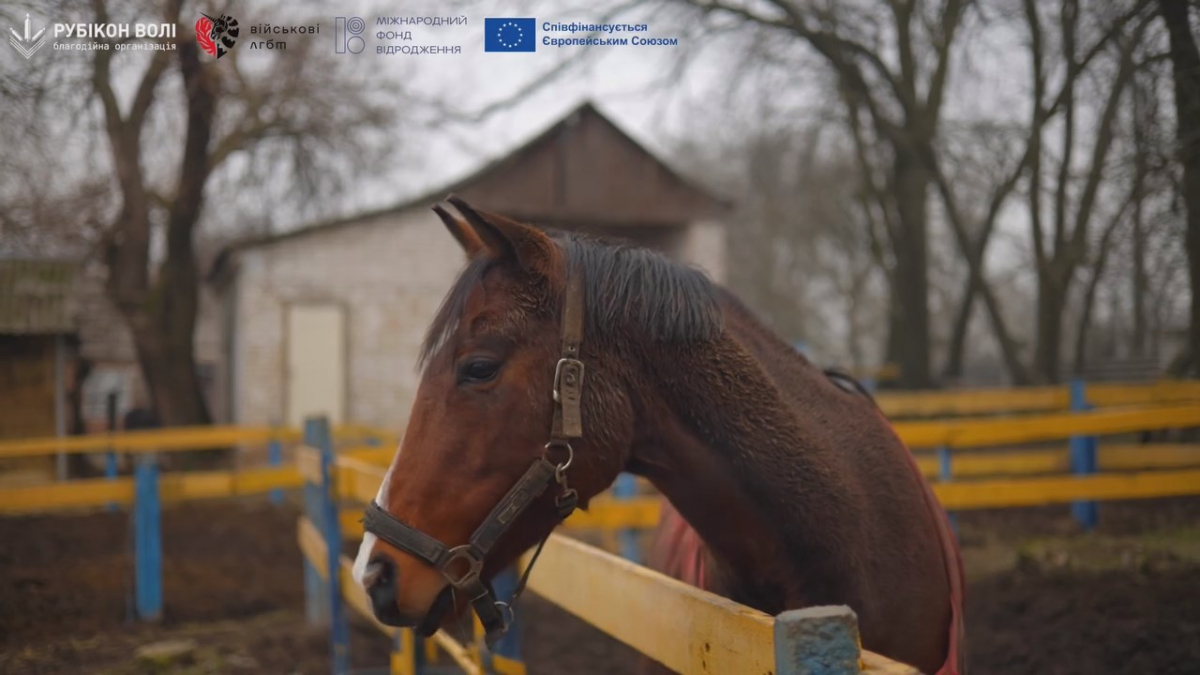 Ветерани на конях: у Запоріжжі благодійники запустили проєкт відновлювальних занять з іпотерапії (відео)