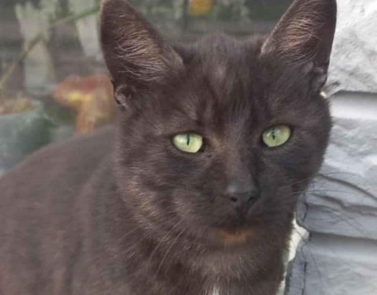 Відомий запорізький притулок, який рятує тварин під час війни, на понад добу залишився без електрики - просять про допомогу