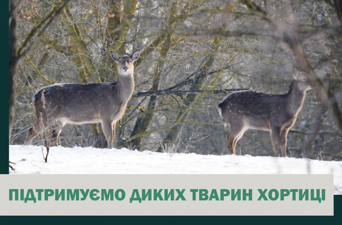 Зима на Хортиці - як у заповіднику допомагають диким тваринам пережити морози (фото)
