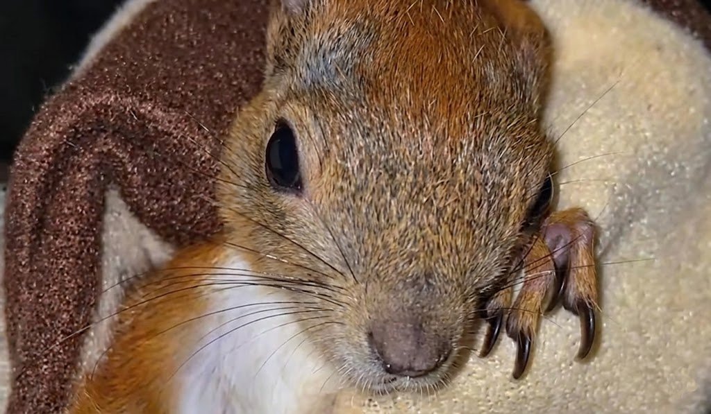 Знайшли військові після обстрілу - в Запоріжжі збирають допомогу білченяті Емі (відео)
