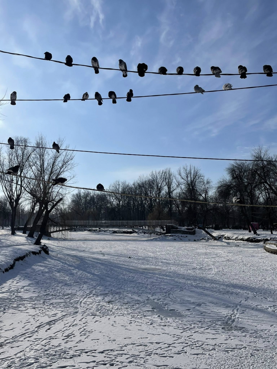 Як виглядає улюблений парк запоріжців взимку - фото