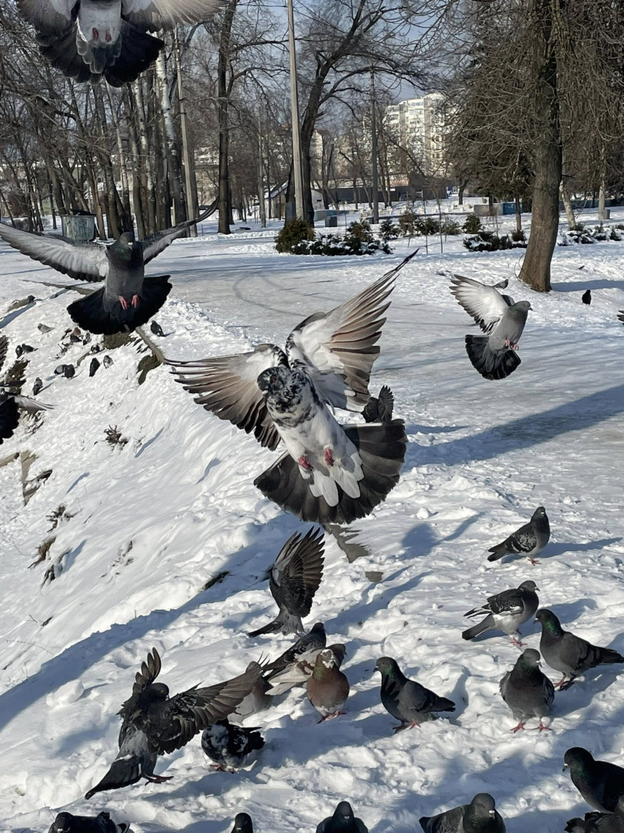 Як виглядає улюблений парк запоріжців взимку - фото