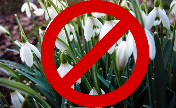 Фото первоцвітів, ілюстративне