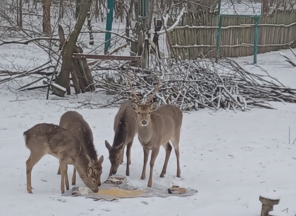 Турбота в морози: як Поліція охорони допомагала диким тваринам пережити холоди (відео)