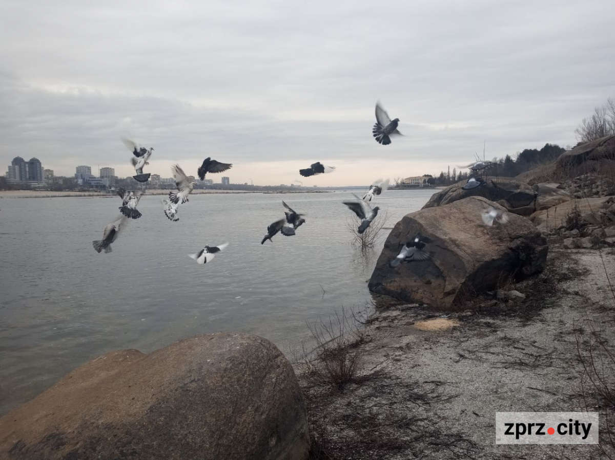 Води стало більше - як виглядає узбережжя Хортиці наприкінці зими (фото)