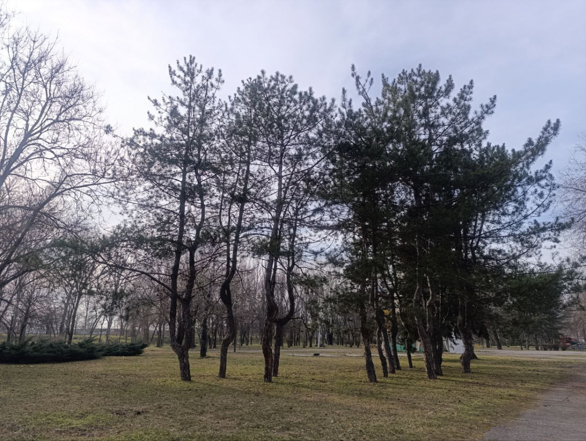 "Дубовий гай" у Запоріжжі в березні 2026 року. Фото: Антоніна Фролова