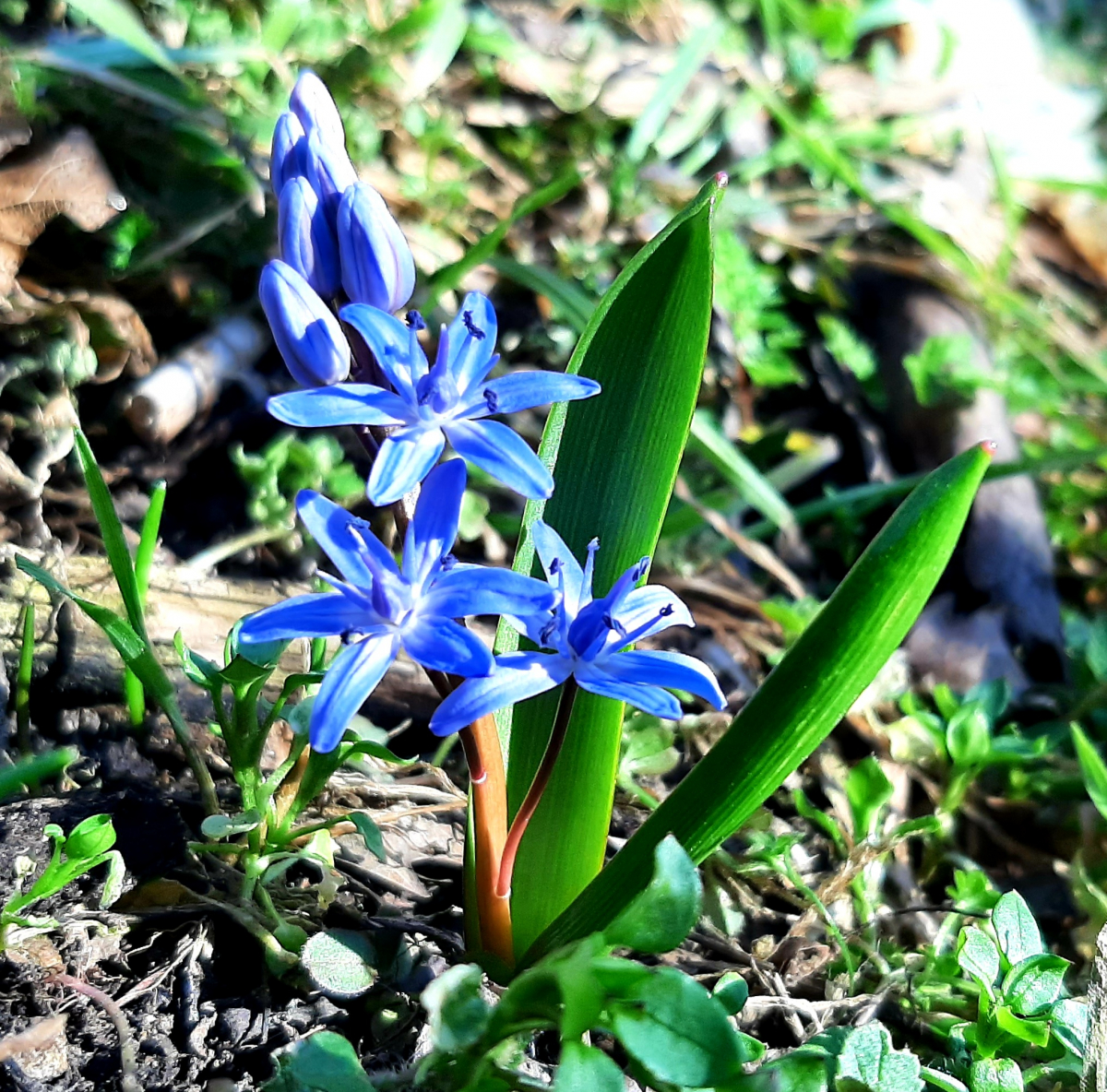 Проліски на Хортиці в березні 2026 року. Фото: Валерій Кємєнов