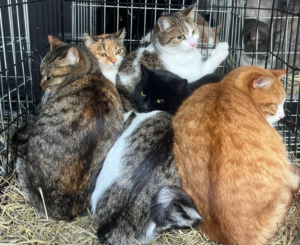 Чи звільнився актор Євген Козьмик з театру імені Магара: вимушений був переїхати з тваринами в іншу область