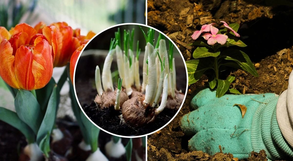  Які квіти та кущі варто садити в березні, фото: ілюстративне