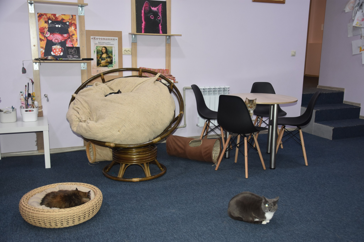 Котокафе у Запоріжжі відкрив завдяки гранту 22-річний Олександр Авраменко