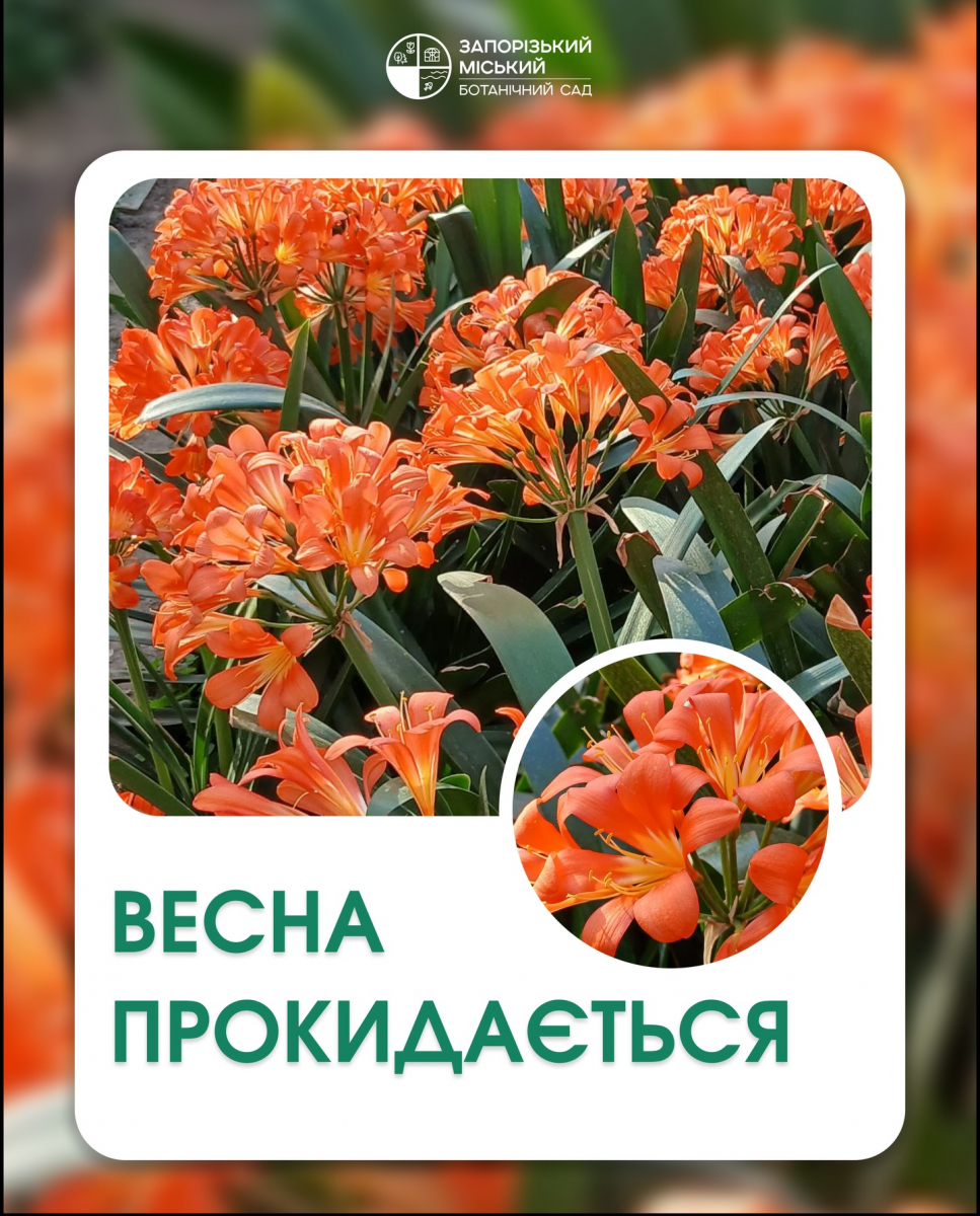 Клівія в запорізькому ботсаду 