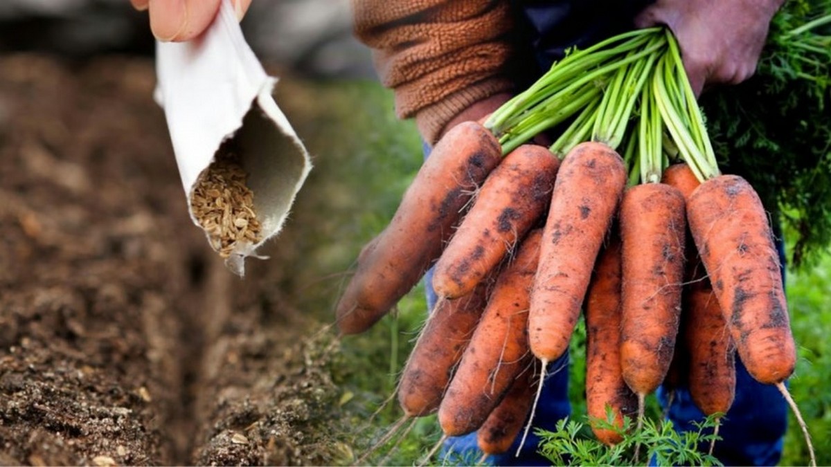 Коли сіяти моркву навесні, фото: ілюстративне 