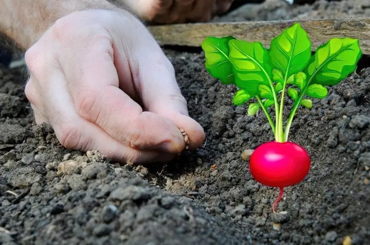 Коли  краще сіяти редиску навесні, фото: ілюстративне 